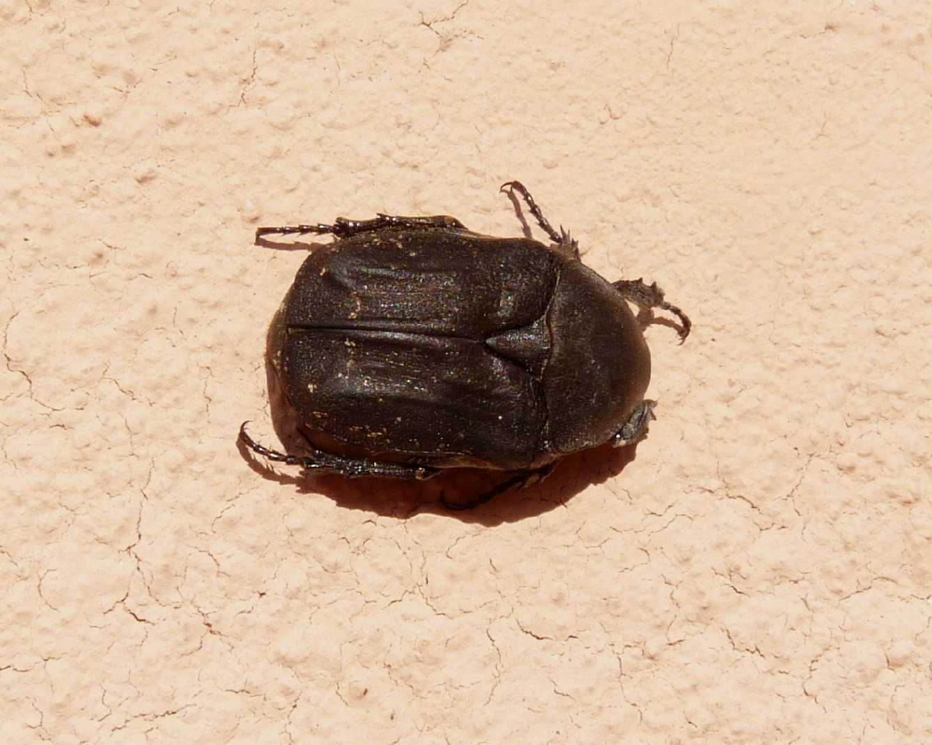 Cetonia carthami nera?